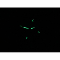 Pilot IW389001 Ceramic Case Black Dial Nylon Strap ZF A7750Same Function as Genuine